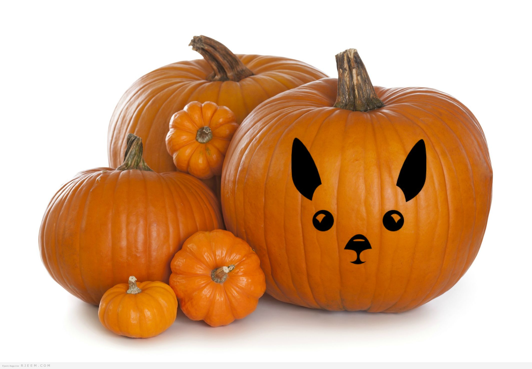 it-s-pumpkin-season-benefits-of-pumpkin-for-dogs-dog-mom-days