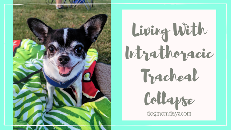 Living With Intrathoracic Tracheal Collapse Dog Mom Days