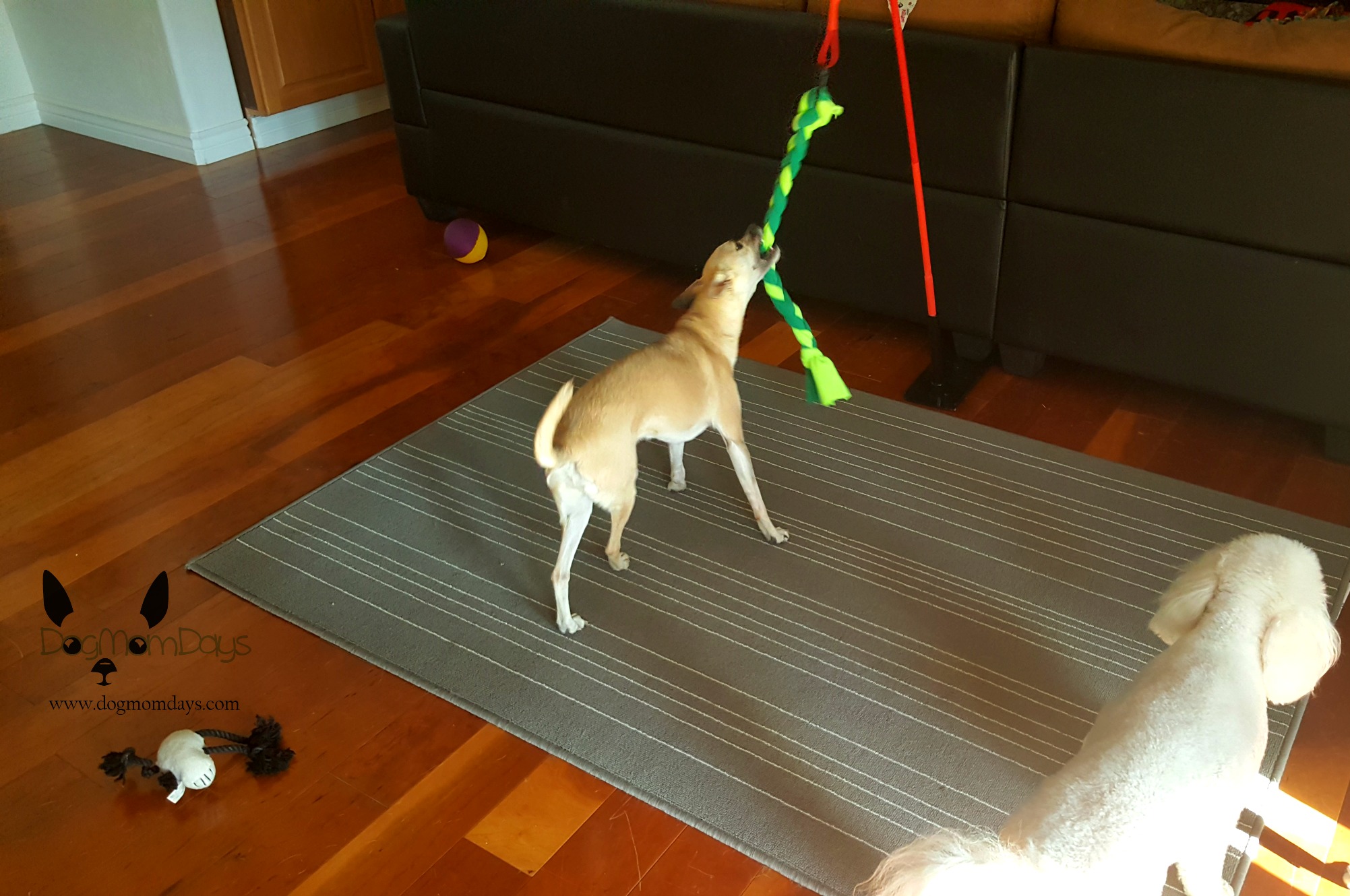 Tether Tug Indoor Dog Toy
