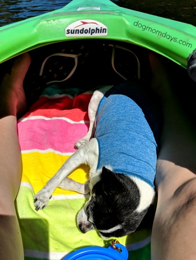 Beginner Tips for Kayaking With Dogs - Dog Mom Days