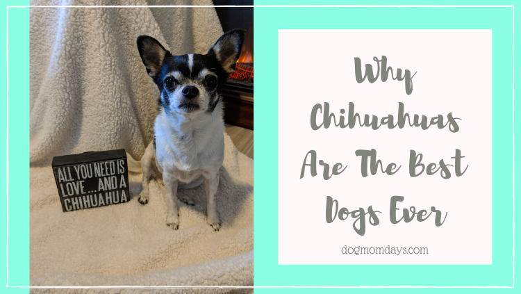 why do chihuahuas exist